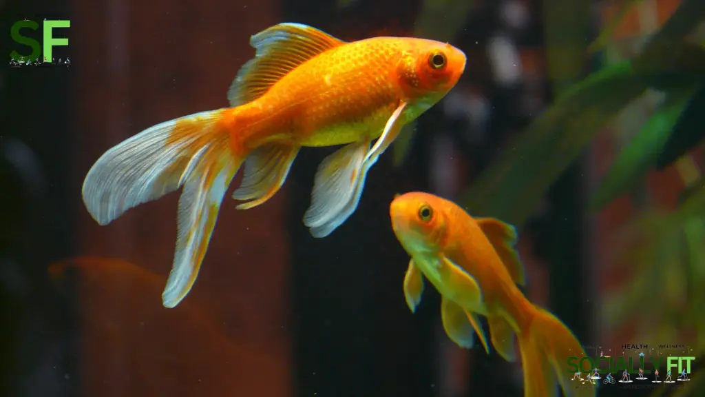 Is Goldfish healthy - socially.fit