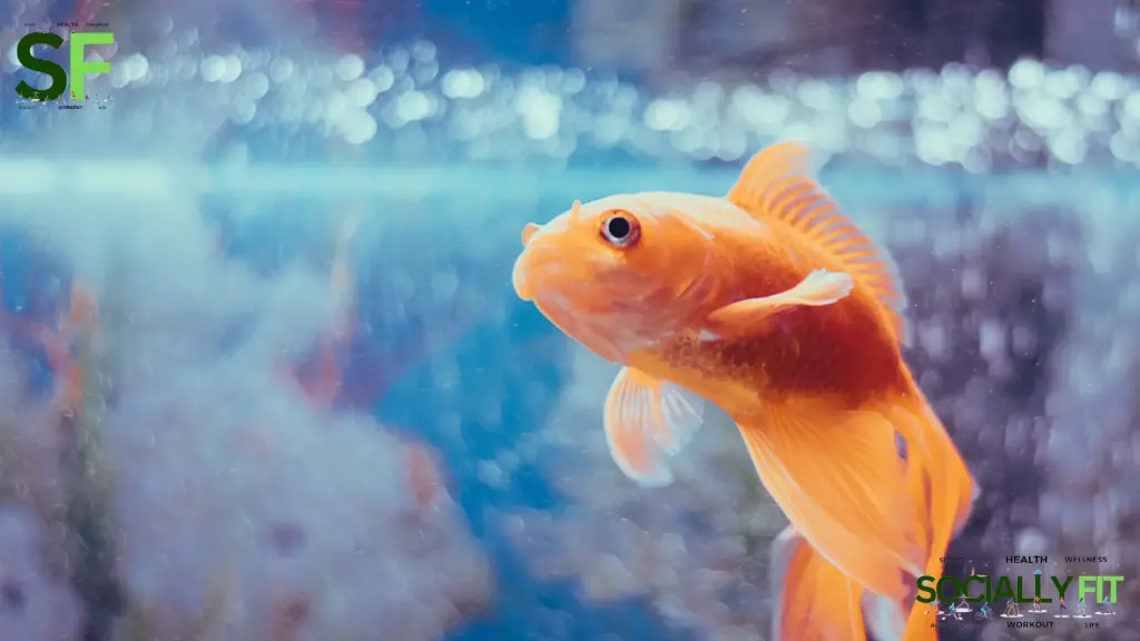 Is Goldfish healthy - socially.fit