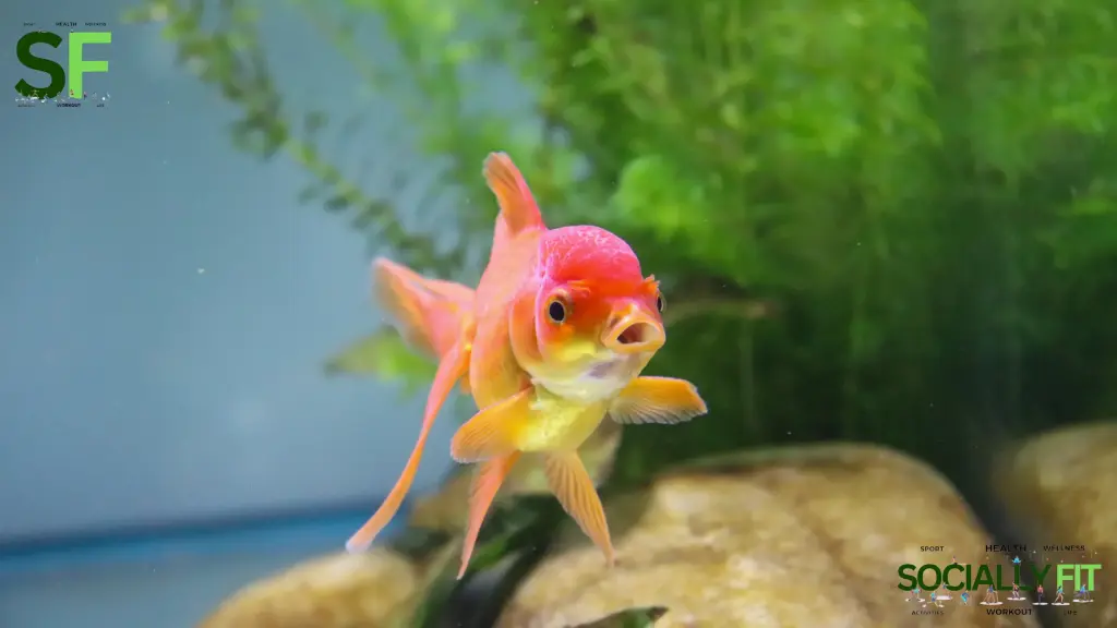 Is Goldfish healthy - socially.fit