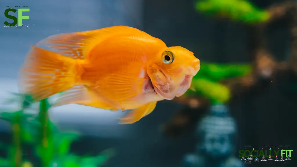 Is Goldfish healthy - socially.fit